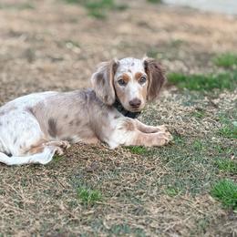 Sage - Dachshund