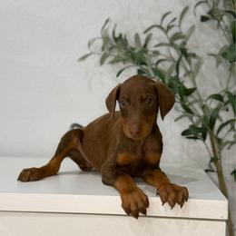 Jax - Red and rust male Doberman Pinscher puppy in Moreno Valley, California from House of Paws & Co.