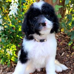 Oreo - Black and white male Sheepadoodle puppy in Owensville, Missouri from Oak Valley Kennels