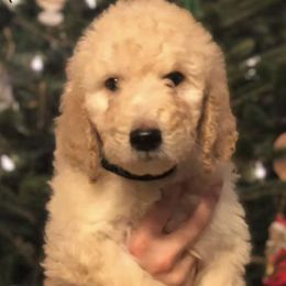Goldendoodles and Poodles from Willow Creek Kennels