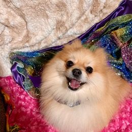 Pomeranians from Pom Family