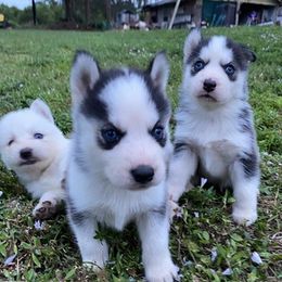 Siberian Huskies from R&M