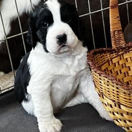English Springer Spaniel Puppies from Timberwood English Springer Spaniels