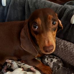 Coca - Dachshund