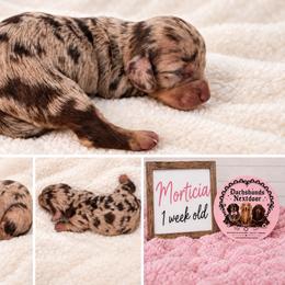 Morticia - Dapple female Dachshund puppy in Bartlett, Illinois from Dachshundsnextdoor