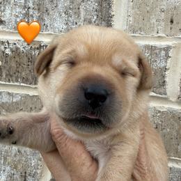 Orange collar - Yellow male Labrador Retriever puppy in Clinton, Tennessee from Summer Rose