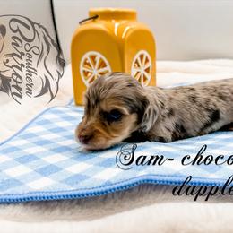 Sam - Dapple male Dachshund puppy in Prairieville, Louisiana from Southern Barron Danes & Dachshunds