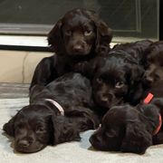 Boykin Spaniels from Mill Creek Farms
