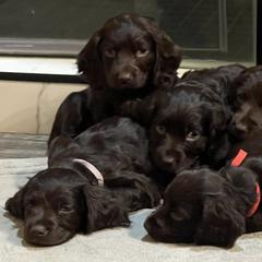 Boykin Spaniels from Mill Creek Farms