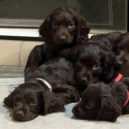 Boykin Spaniels from Mill Creek Farms