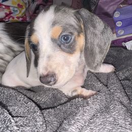 Girl 1 - Piebald female Dachshund puppy in Stockton, California from Royalty Weenies