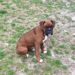 Liz - Boxer