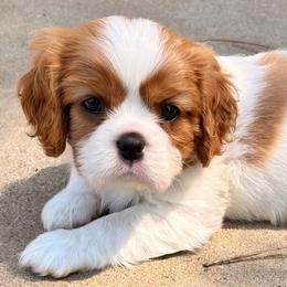 Axel  (purple ribbon) - Blenheim male Cavalier King Charles Spaniel puppy in Albany, Georgia from Legend Cavaliers