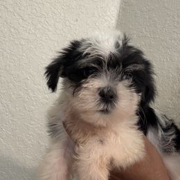 Eeyore - Black and white male Shih Tzu puppy in Ocala, Florida from Yorkie  And Shih Tzu Love