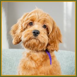 Keel - Red female Cockapoo puppy in Connersville, Indiana from Deaz Doodle Ranch