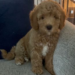 Diamond - Apricot female Goldendoodle puppy in Richmond, Texas from Harper’s Heartbeats