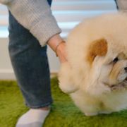 Chow Chow from SAIKOTIQ.KENNELS