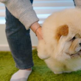 Chow Chow from SAIKOTIQ.KENNELS