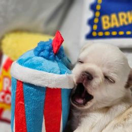 Chihuahua Puppies from Summit Chihuahuas