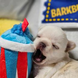 Chihuahua Puppies from Summit Chihuahuas