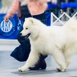 Samoyeds from Morning Star Samoyeds