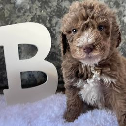 Goldendoodles from Nanny’s Doodles and Poodles