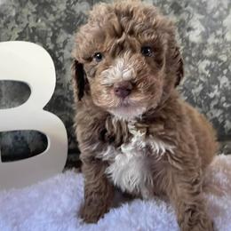 Goldendoodles from Nanny’s Doodles and Poodles