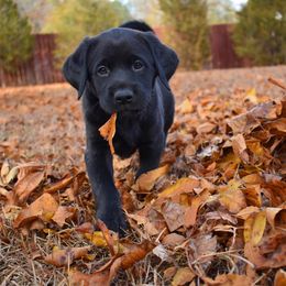 Dilute Retriever Puppies from Wicked Pines Retrievers