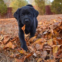 Dilute Retriever Puppies from Wicked Pines Retrievers
