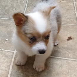 American Corgi and Pembroke Welsh Corgi Puppies from Faery Mount Farm