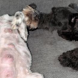 Miniature Schnauzer puppies from Black Star Farm