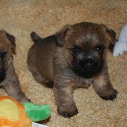 Cairn Terrier Puppies from Stonehaven Cairn Terriers