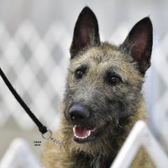 Älska - Belgian Laekenois