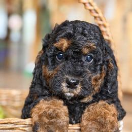 Goldendoodle and Poodle Puppies from Country Trail Pups