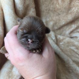 Max - Liver male Shih Tzu puppy in Jenks, Oklahoma from Northstar Shih Tzu