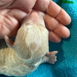 Boy 1 - Parti male Goldendoodle puppy in Kearneysville, West Virginia from Daydreamer