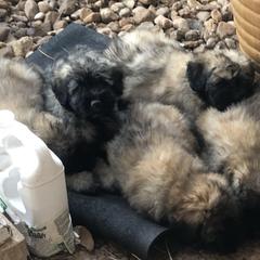 Bouvier des Flandres Puppies from Seasons of Joy Farm and Ranch