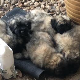 Bouvier des Flandres Puppies from Seasons of Joy Farm and Ranch