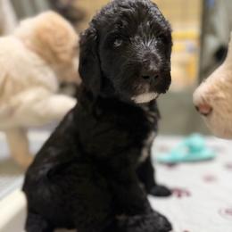 Loki - Black male Double Doodle puppy in Mineola, Texas from ETX Dandy Doodle
