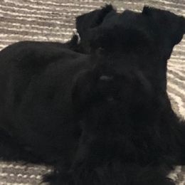 Miniature Schnauzers from Schnauzers of Cobblestone