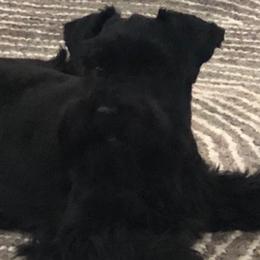 Miniature Schnauzers from Schnauzers of Cobblestone