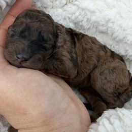 Penelope - Red merle female Bordoodle puppy in Canfield, Ohio from Poo's Doo's & Inu's