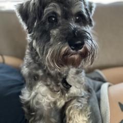 Buckley - Miniature Schnauzer