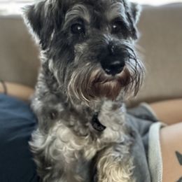 Buckley - Miniature Schnauzer