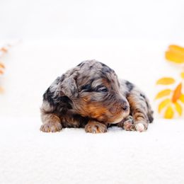 Breeze - Merle female Bernedoodle puppy in Washington from Doodle Love