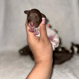 Sokka - Piebald male Dachshund puppy in Ceres, California from Rockin' M’s LilBitty Dachshunds (LBD)
