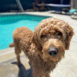 Goldendoodle All Grown Up from Goldendoodle AZ
