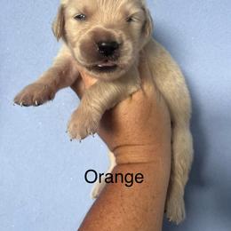 Orange - Golden female Golden Retriever puppy in Jesup, Georgia from Painted Platinum Retrievers (Painted Platinum Kennel) PPK