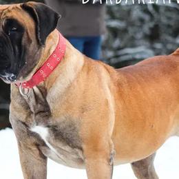 Boerboels from Barbarian Boerboels