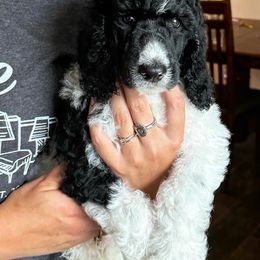 Poodle Puppies from Kirsten Kenning's Standard Poodle